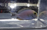 Acanthurus mata, Schwarzdorn-Doktorfisch
