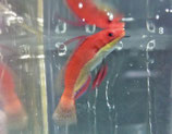 Cirrhilabrus rubeus, Zwerglippfisch