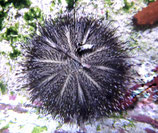 Salmacis belli, Seeigel