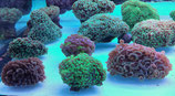 Euphyllia ancora, Hammerkorallen