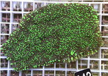 Oxypora spec,