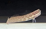 Ecsenius nalolo, Nalolo Schleimfisch