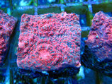 Echinophyllia spec, Echinophyllia / Chalice