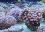 Euphyllia ancora, Hammerkorallen