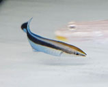 Labroides dimidiatus, Gemeiner Putzerlippfisch