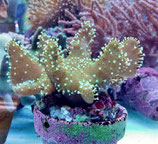 Lobophytum spec, Lederkoralle