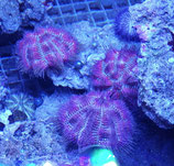 Salmacis bicolor, Zweifarben-Seeigel