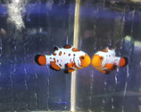 Amphiprion, Designer-Clownfische NZ
