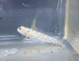 Ctenogobiops tangaroai, Tangaroa-Wächtergrundel