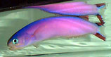 Hoplolatilus purpureus, Purpur Torpedobarsch