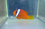 Amphiprion frenatus, Weißbinden-Anemonenfisch