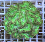 Oulophyllia spec, Hirnkoralle