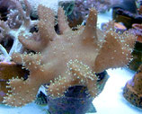 Lobophytum spec, Lederkoralle