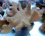 Lobophytum spec, Lederkoralle