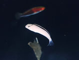 Meiacanthus smithi, silbergrauer Schleimfisch