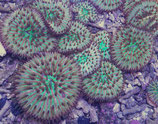 Fungia spec, Pilzkoralle