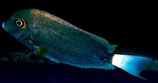 Acanthurus auranticavus, Ringschwanz-Doktorfisch