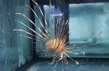 Pterois volitans, Östlicher Feuerfisch