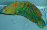 Halichoeres marginatus (lamarii), Prachtregenbogenlippfisch