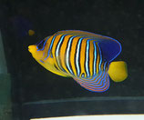 Pygoplites diacanthus, Pfauenkaiser