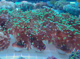 Euphyllia glabrescens, Euphyllia