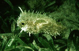 Chilomycterus antennatus, Zügel-Igelfisch
