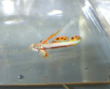 Discordipinna griessingeri, Prachtgrundel