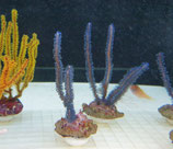 Guaiagorgia spec, blaue Gorgonie