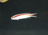 Hoplolatilus marcosi, Rotstreifen-Torpedobarsch
