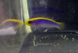 Pseudochromis flavivertex, gelb-blauer Zwergbarsch, NZ