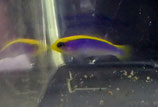 Pseudochromis flavivertex, gelb-blauer Zwergbarsch