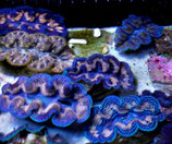 Tridacna crocea, Mördermuscheln