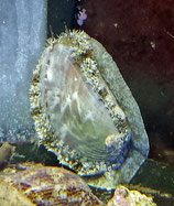 Haliotis spec, Abalone/Seeohr