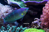 Halichoeres melanurus, Grünblauer-Junkerfisch