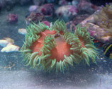 Phymanthus crucifer, karibische Perlenanemone