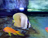 Chaetodon kleini, Kleins Falterfisch