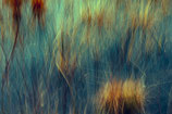 Sounds of Nature 25
