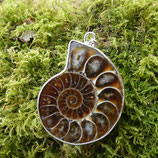 Pendentif Ammonite