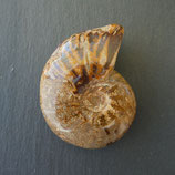 Ammonite Opalisée N° 1