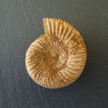 Fossile d'Ammonite percé