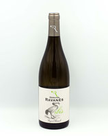 L'Ibis Blanc 2023