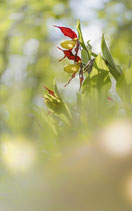 Stage photo Nature - Beaufortain