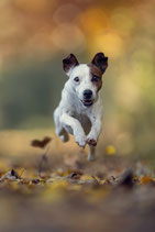 Tierfotografie am Samstag, 10.10.2026