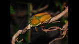 Mecynorrhina torquata ugandensis Larve L3