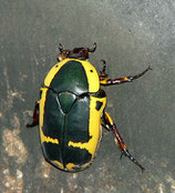 Pachnoda sinuata flaviventris Larve L2/L3 10 Stück