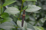 Pseudophasma subapterum Adultes Pärchen