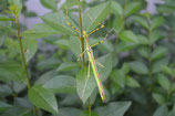 Necroscia annulipes Adultes Pärchen