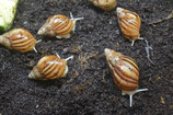 Lissachatina fulica „White Jade“ Klein 2-4 cm