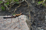 Pseudophasma scabriusculum/Zweifarbige Buntstabschrecke Pärchen Adult
