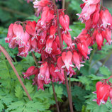 Dicentra formosa 'Luxuriant‘ / Zwergige Herzblume